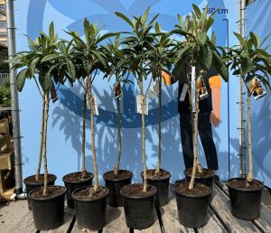 Japanische Mispel – Eriobotrya japonica – Loquat