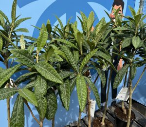 Japanische Mispel – Eriobotrya japonica – Loquat