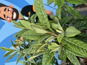Japanische Mispel – Eriobotrya japonica – Loquat