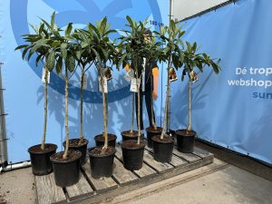 Japanische Mispel – Eriobotrya japonica – Loquat