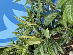 Japanische Mispel – Eriobotrya japonica – Loquat
