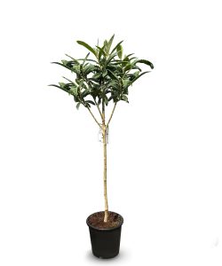 Japanische Mispel – Eriobotrya japonica – Loquat