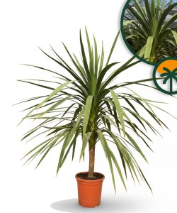 Palme – Cordyline australis