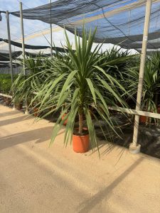 Palme – Cordyline australis