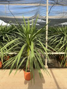 Palme – Cordyline australis