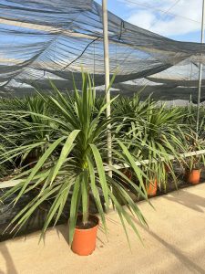 Palme – Cordyline australis
