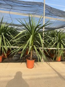 Palme – Cordyline australis