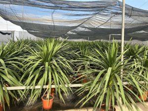 Palme – Cordyline australis