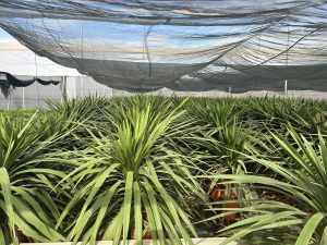 Palme – Cordyline australis