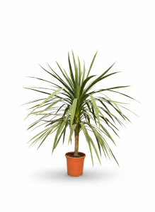 Palme – Cordyline australis