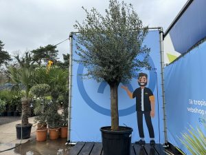 Olivenbaum - Olea Europaea - 50 Jahre alter Baum