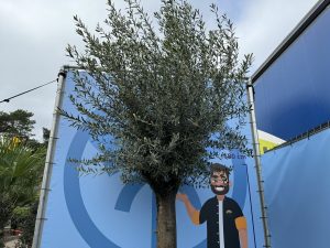 Olivenbaum - Olea Europaea - 50 Jahre alter Baum