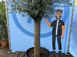Olivenbaum - Olea Europaea - 50 Jahre alter Baum