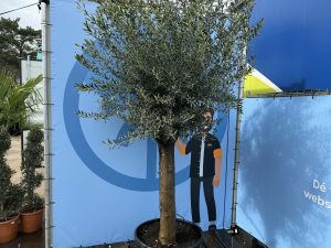Olivenbaum - Olea Europaea - 50 Jahre alter Baum