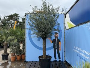 Olivenbaum - Olea Europaea - 50 Jahre alter Baum