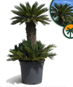 Palme – Cycas revoluta XXL