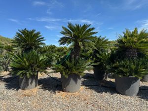 Palme – Cycas revoluta XXL