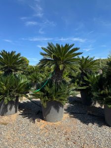 Palme – Cycas revoluta XXL