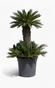 Palme – Cycas revoluta XXL