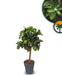 Zitrusbaum – Limettenbaum 90 cm