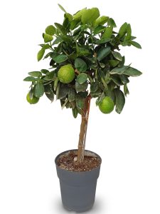 Zitrusbaum – Limettenbaum 90 cm