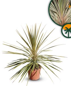 Palme – Cordyline australis „Dazzler“