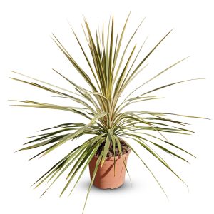 Palme – Cordyline australis „Dazzler“