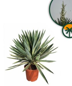 Palme - Yucca Gloriosa Variegata