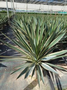 Palme - Yucca Gloriosa Variegata