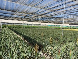 Palme - Yucca Gloriosa Variegata