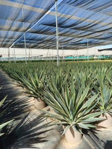 Palme - Yucca Gloriosa Variegata