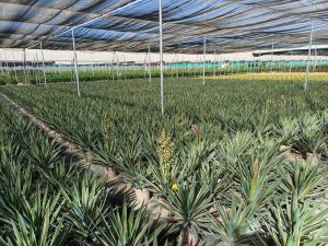 Palme - Yucca Gloriosa Variegata