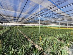 Palme - Yucca Gloriosa Variegata