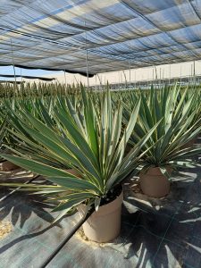Palme - Yucca Gloriosa Variegata