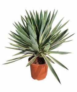 Palme - Yucca Gloriosa Variegata
