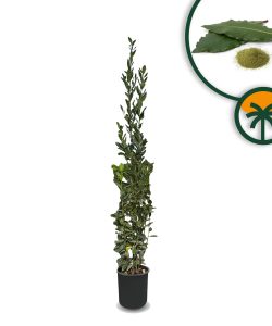 Lorbeer als Strauch – Laurus Nobilis – Höhe 160 cm