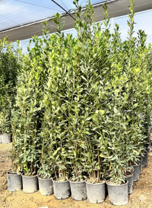 Lorbeer als Strauch – Laurus Nobilis – Höhe 160 cm