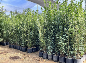 Lorbeer als Strauch – Laurus Nobilis – Höhe 160 cm