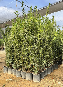 Lorbeer als Strauch – Laurus Nobilis – Höhe 160 cm