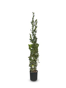 Lorbeer als Strauch – Laurus Nobilis – Höhe 160 cm