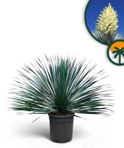 Palme – Yucca rostrata Blue Blue