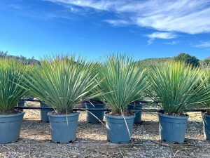 Palme – Yucca rostrata Blue Blue
