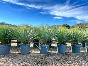 Palme – Yucca rostrata Blue Blue
