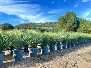 Palme – Yucca rostrata Blue Blue