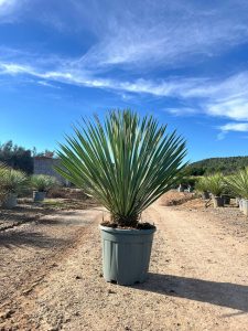 Palme – Yucca rostrata Blue Blue