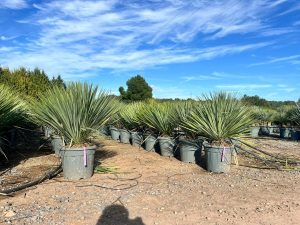 Palme – Yucca rostrata Blue Blue