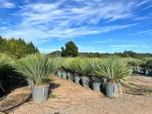 Palme – Yucca rostrata Blue Blue