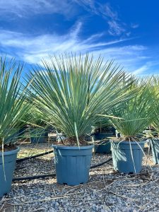Palme – Yucca rostrata Blue Blue