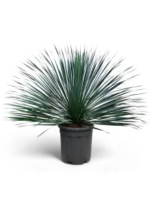 Palme – Yucca rostrata Blue Blue