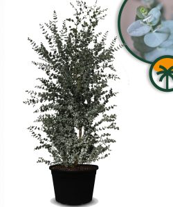 Eukalyptus Azura Gunni – Höhe 200 cm